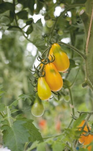 Tomaten Yellow Pearshaped - ca 0,5g