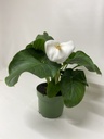 ARONDSKELK - ZANTEDESCHIA pot 17 cm