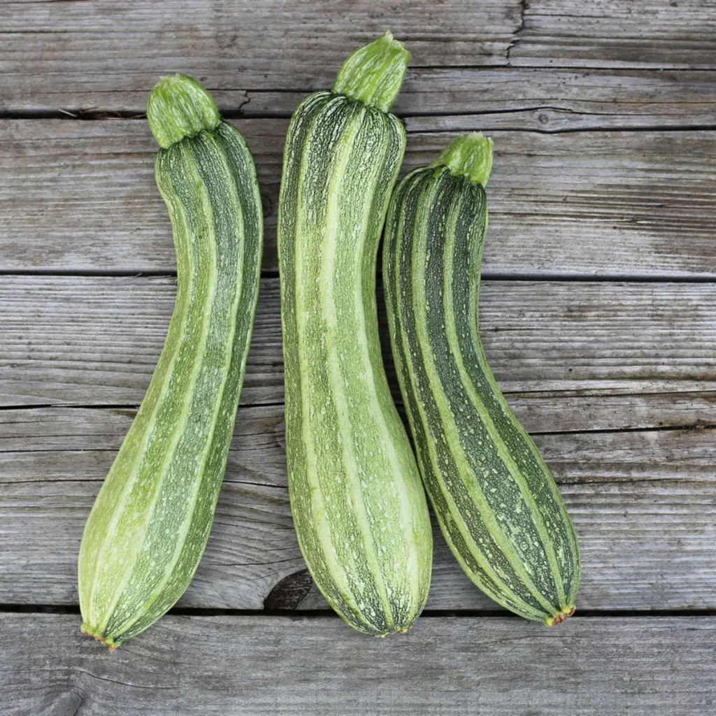 courgette-costates-romanesco-ab.webp