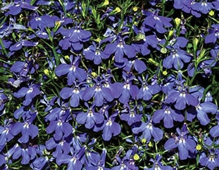 Lobelia erina compacta EMPEROR WILLIAM - ca 7500 z