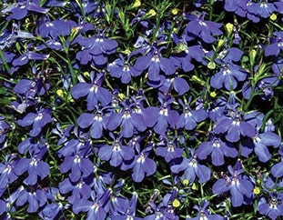 Lobelia erina compacta EMPEROR WILLIAM - ca 7500 z