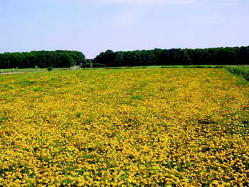 Tagetes AALTJESBESTRIJDING - ca 200 z