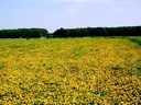 Tagetes AALTJESBESTRIJDING - ca 200 z