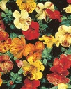 Mimulus tigrinus QUEEN'S PRIZE - ca 15 z