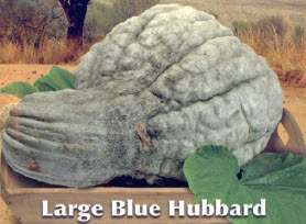 Pompoen LARGE BLUE HUBBARD - ca 3 g