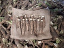 Witloofwortels - ca 10 kg (ca 50 stuks)