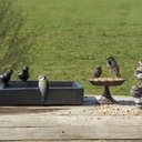 Vierkant terrazzo vogelbad
