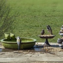 Groen rond vogelbad