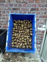 Witloofcontainer - 60 wortels