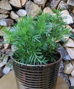 Tagetes filifolia LICOBOOST "DROPPLANT" - ca 20 z