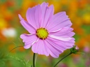 Cosmos PINKIE - ca 175 z