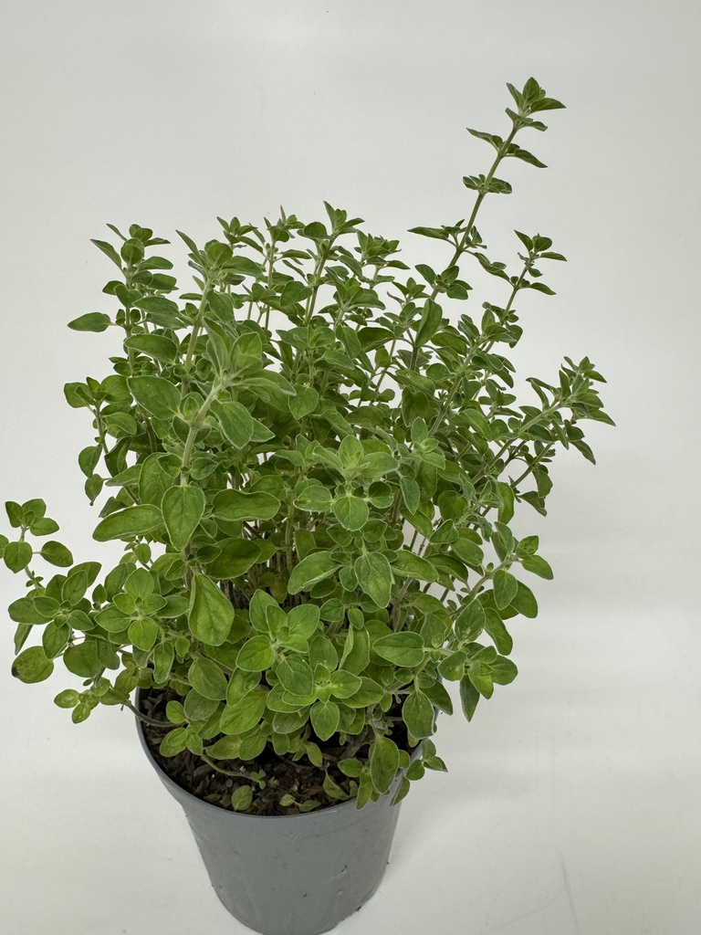 Oreganum Vulgare - pot 14 cm