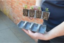 24 Cell Fast Root Succes Kit
