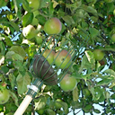 Burgon & Ball - Appel- en perenplukker