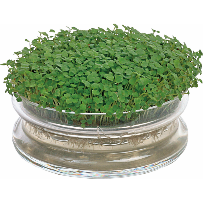 Organic Sprouting Glazen Bowl met Rucola (BIO)