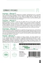 Paarse Asperge ALBENGA F1 - ca 6 z