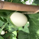Aubergine of eierplant WHITE EGGS - ca. 0,2 g