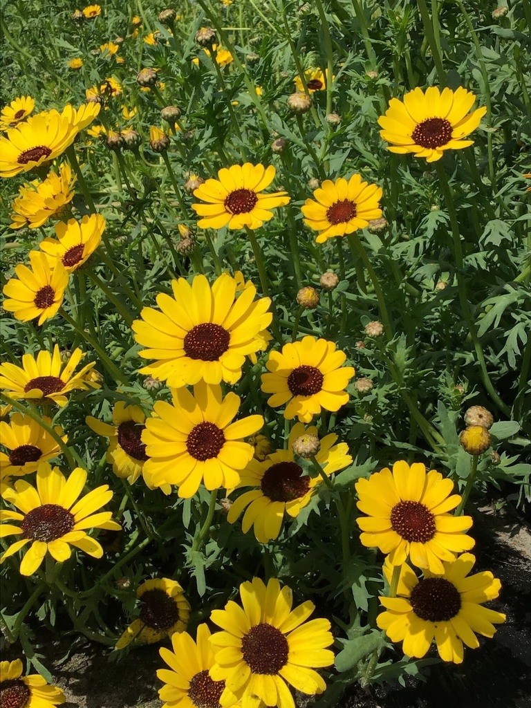 Chrysanthemum segetum ELDORADO - ca 1 g