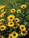 Chrysanthemum segetum ELDORADO - ca 1 g