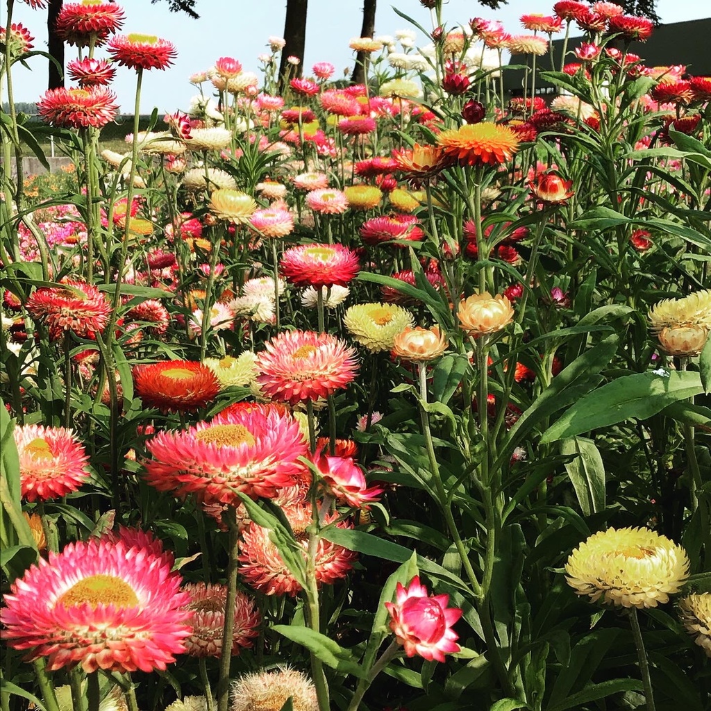 Helichrysum BRACTEATUM - ca 0,75 g