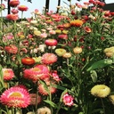 Helichrysum BRACTEATUM - ca 0,75 g