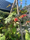 Mina lobata AQUAMOCLIT - ca 1,5 g