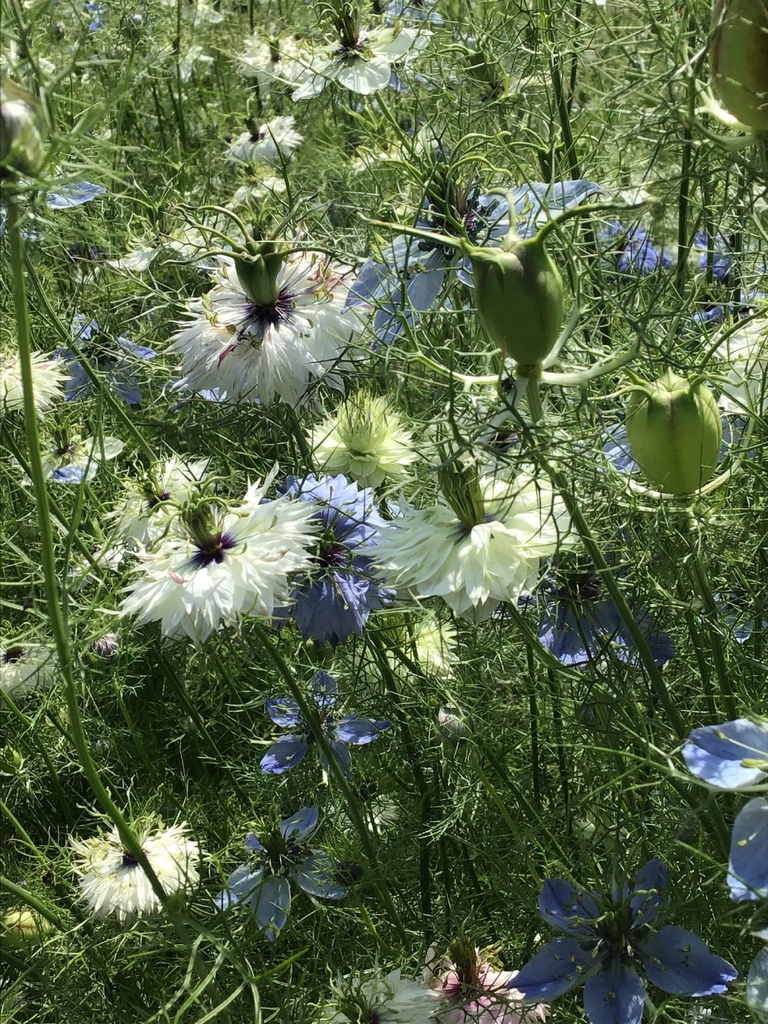 Nigella damascena PERSIAN JEWEL - ca 1,5 g