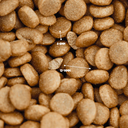 GUTSY Chicken & Insect 10 kg Medium/Large hondenvoeding