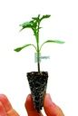 Tomaten onderstam PROTECTOR F1 - ca 25 z + 25 entclips