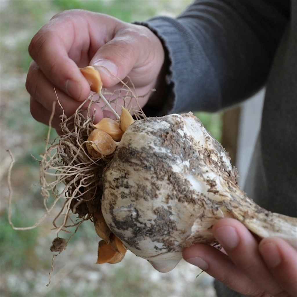 REUZENLOOK BIO - 3 st