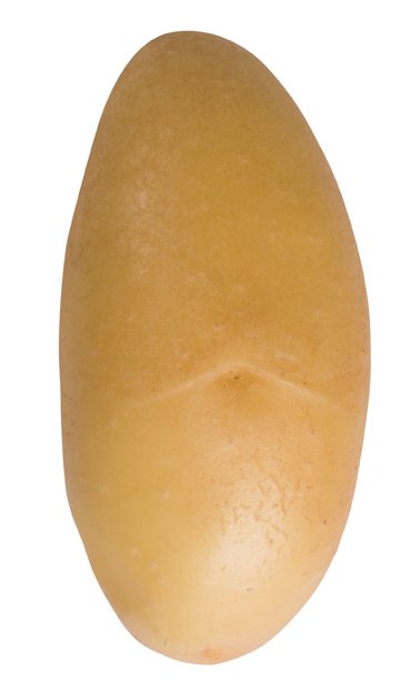 Aardappelpootgoed JAZZY - klasse A 28/35 - per kg
