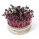 Organic Sprouting Glazen Bowl met Rucola BIO