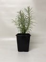 Kerrieplant HELICHRYSUM ITALICUM - 1 st