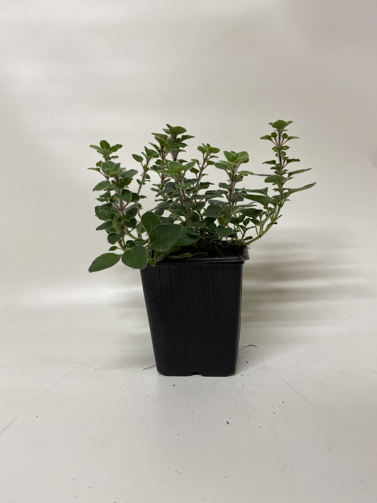 Marjolein ORIGANUM HOT & SPICY - 1 st