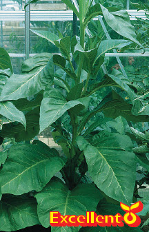 ECHTE TABAK - 1 plant