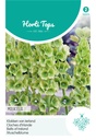 MOLUCELLA of KLOKKEN VAN IERLAND,Molucella laevis PIXIE BELLS,100 zaden