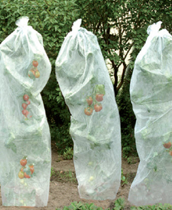 Toile de murissement tomates - 5 x 80 cm