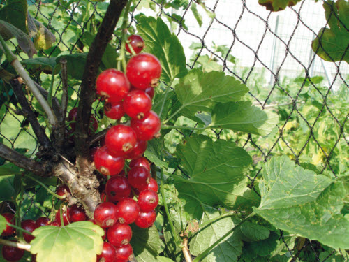 Vogelnetten 22 mm / 12 m breedte - prijs per strekkende m