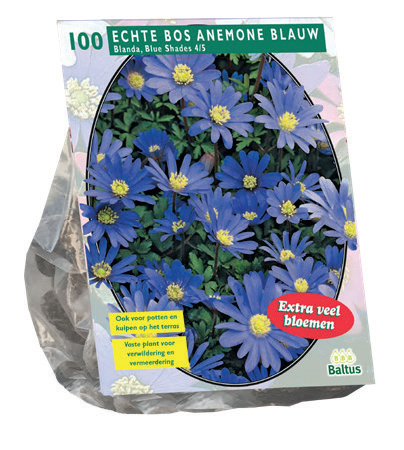 Anemone BLANDA BLUE - 100 pc
