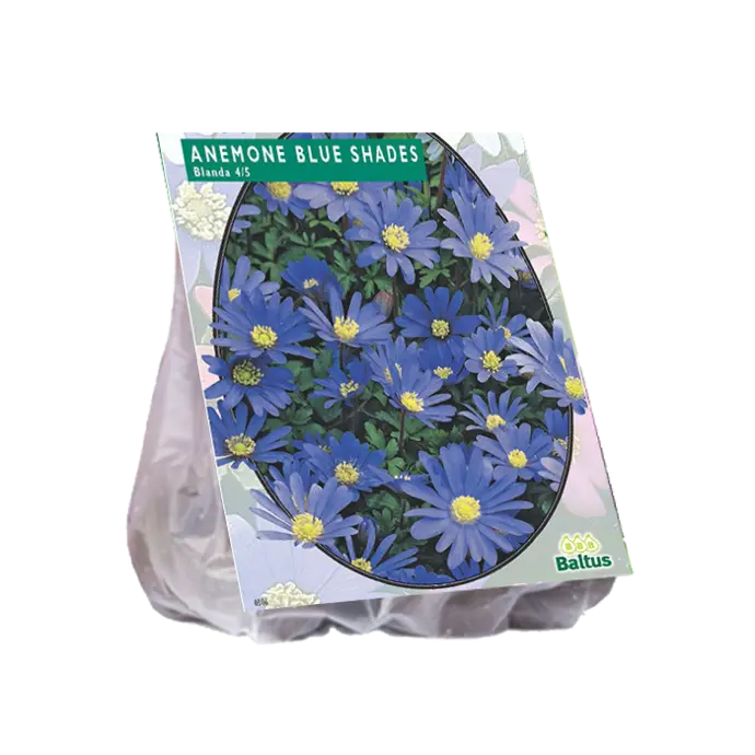 Anemone BLANDA BLUE - 100 pc