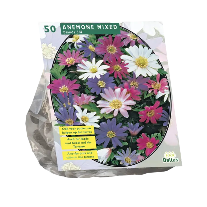 Anemone BLANDA MIX - 50 pc