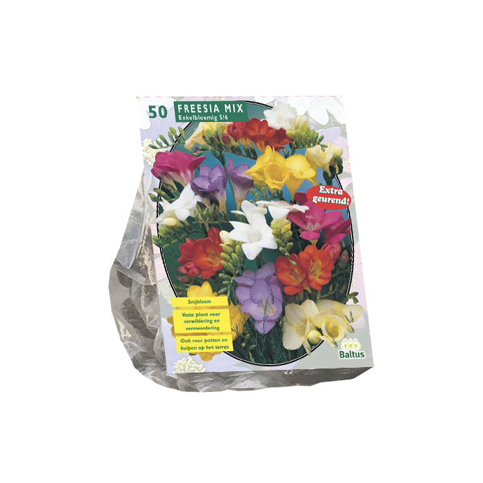 Freesia enkelbloemig MIX - 50 st