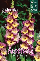 Gladiool Dynamite - 7 st