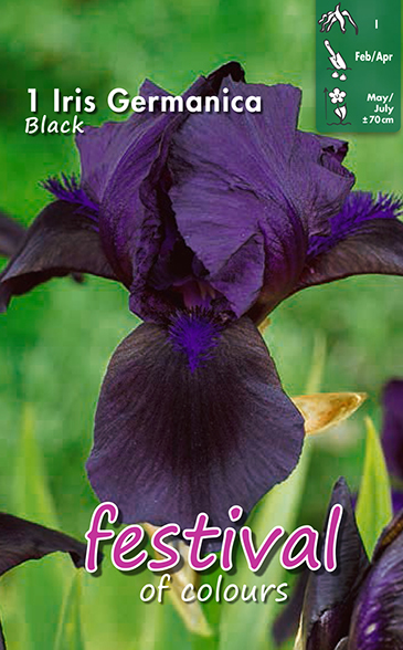Iris NOIR - 1 pc