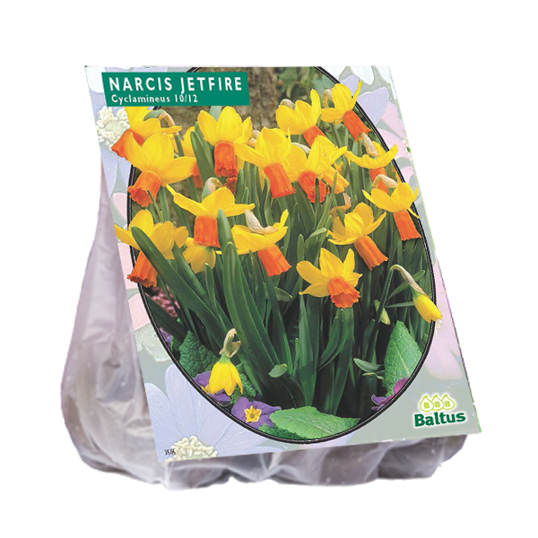 Narcissus Mini Jetfire Geel/Oranje - 25 st