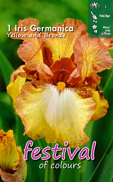 Iris JAUNE & BRONZE - 1 pc