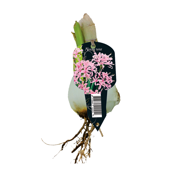 Nerine bowdenii ROSE - 3 pc