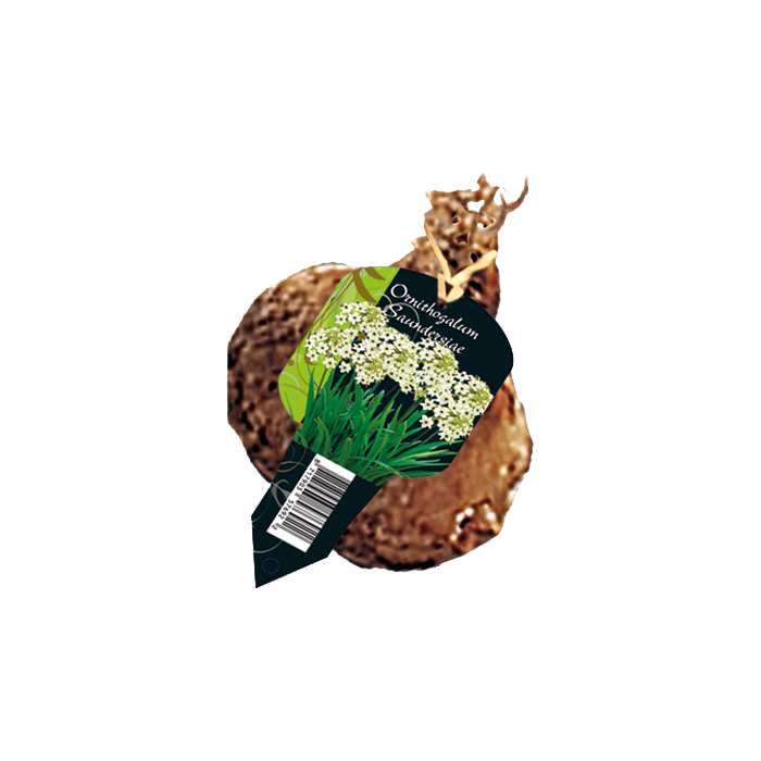 ORNITHOGALUM SAUNDERSIAE - 1 st