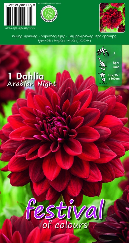 Dahlia décoratifs ARABIAN NIGHT - 1 pc