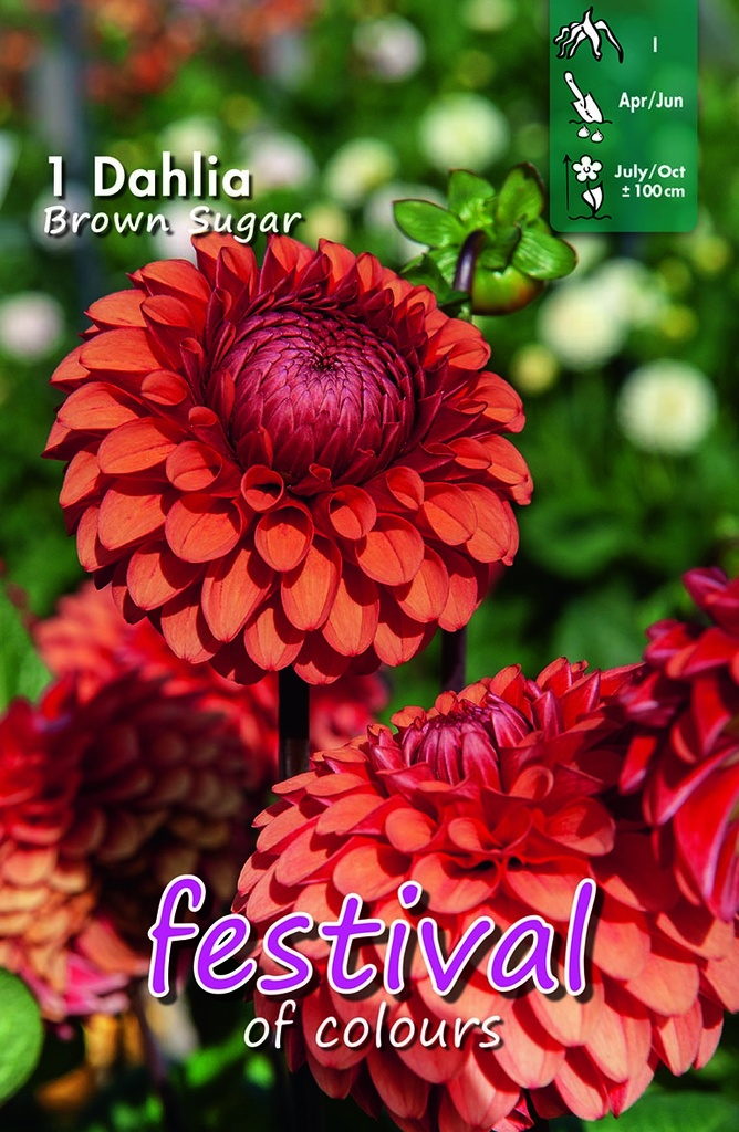 Dahlia pompon BROWN SUGAR - 1 pc